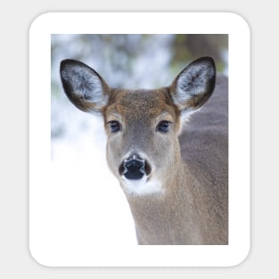 White-tailed deer Sticker